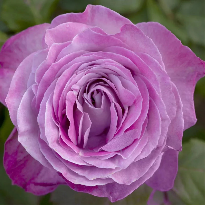 Nicole Carol Miller Potted Rose Bush