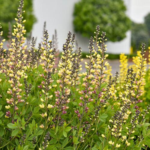 Proven Winners® Baptisia Deluxe Pink Lemonade Potted  False Indigo Plant