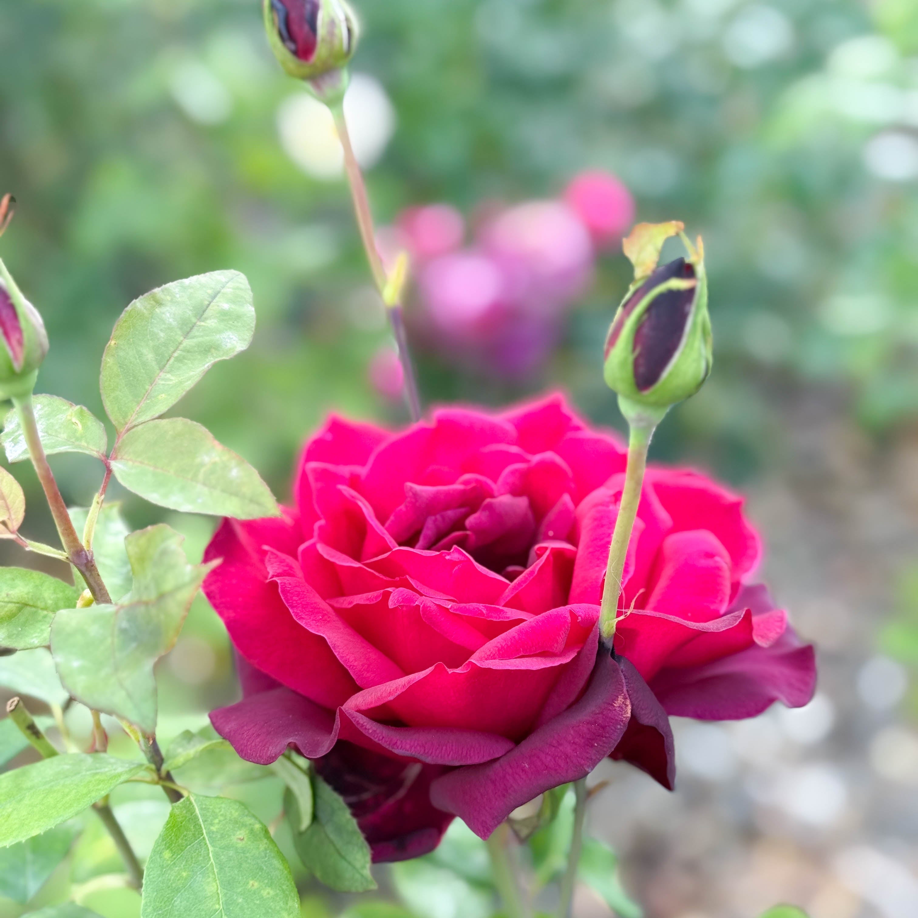 Oklahoma Potted Rose Bush
