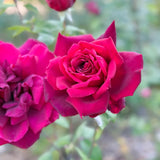 Oklahoma Bare Root Rose Bush