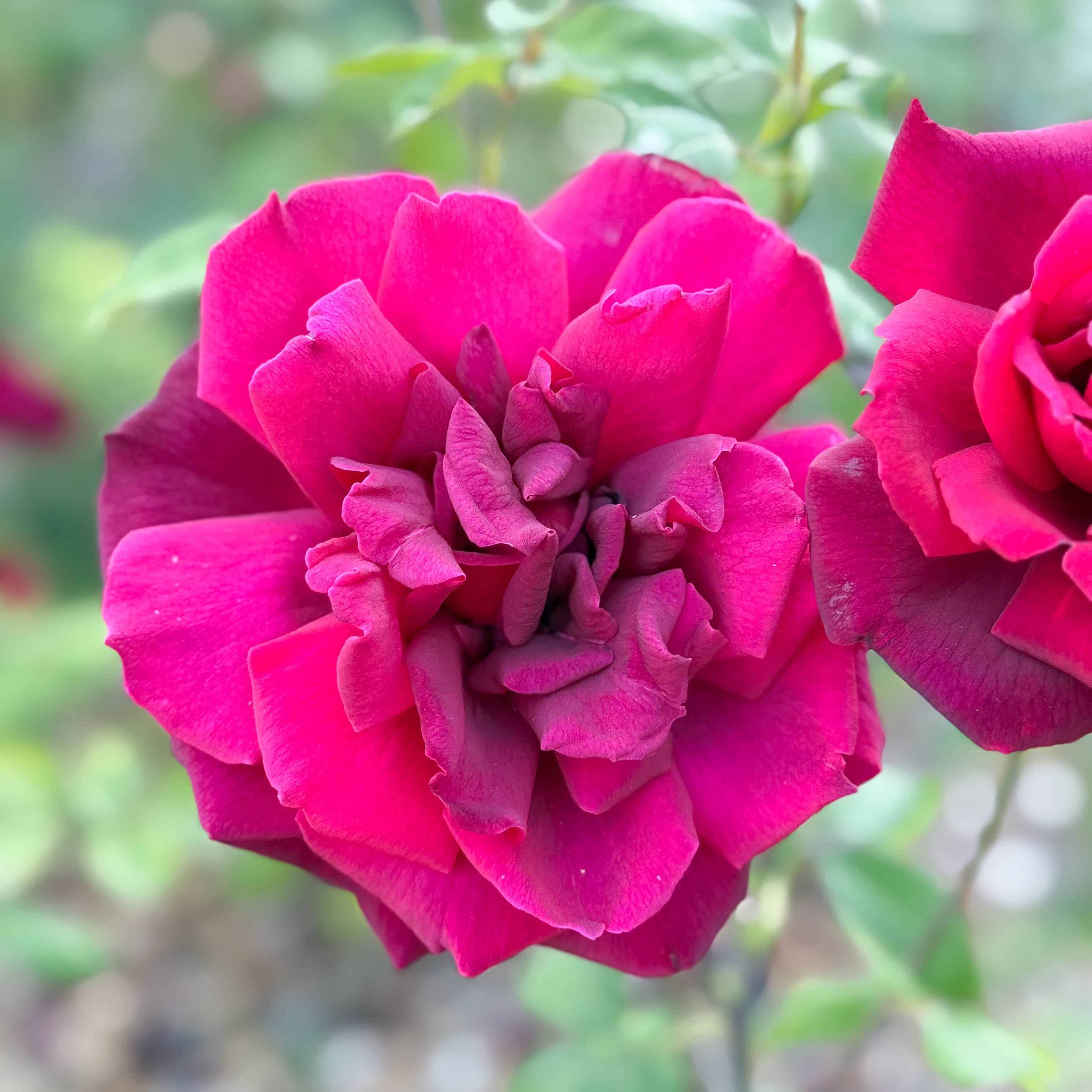 Oklahoma Potted Rose Bush