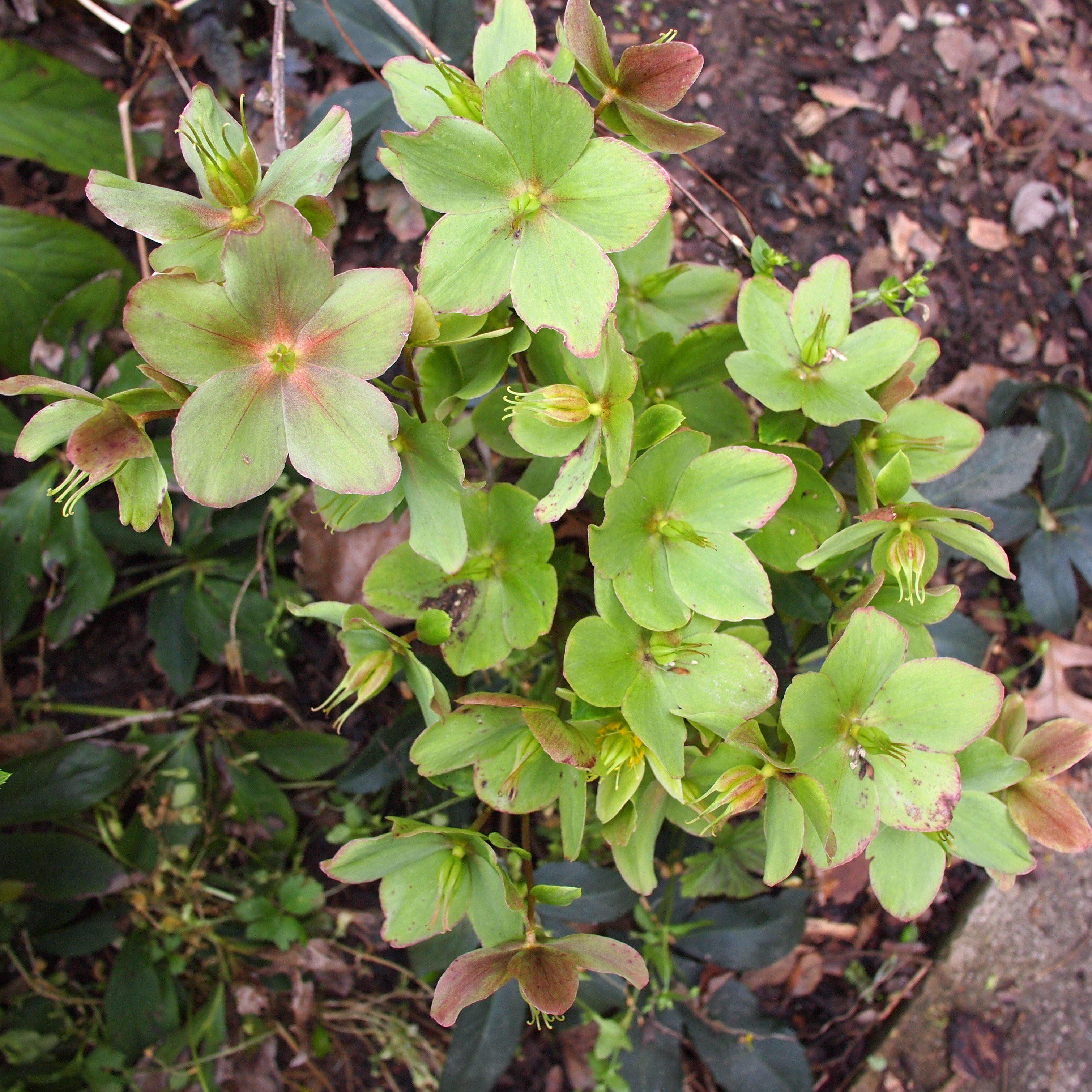 Helleborus x ericsmithii 'COSEH 730'  - HGC® Champion Lenten Rose