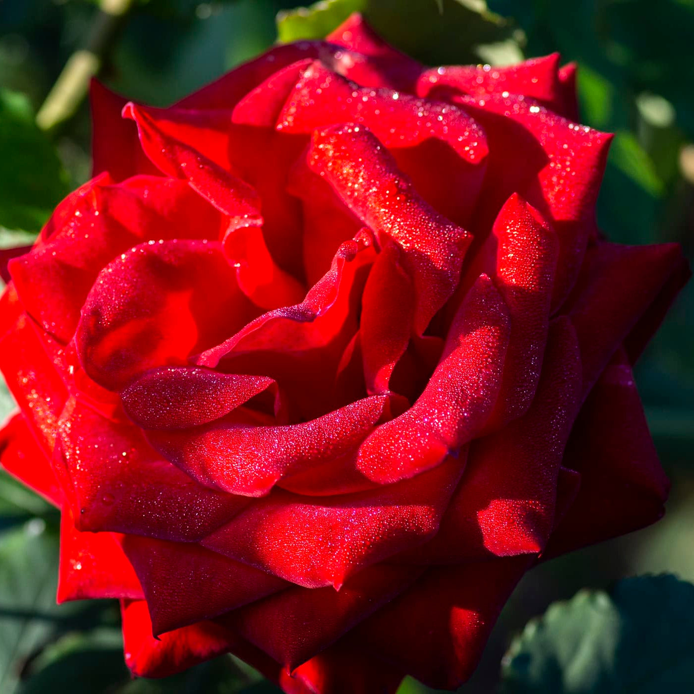Olympiad™  Potted Tree Rose