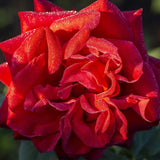 Olympiad™ Potted Rose Bush