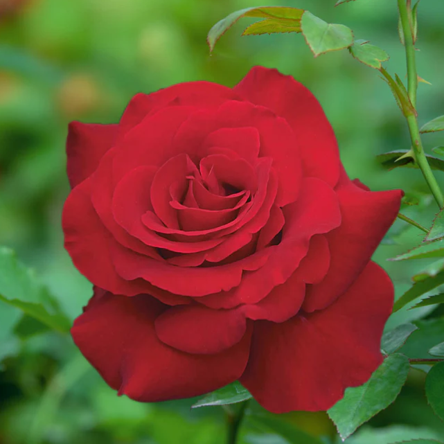 Opening Night™ Bare Root Rose Bush