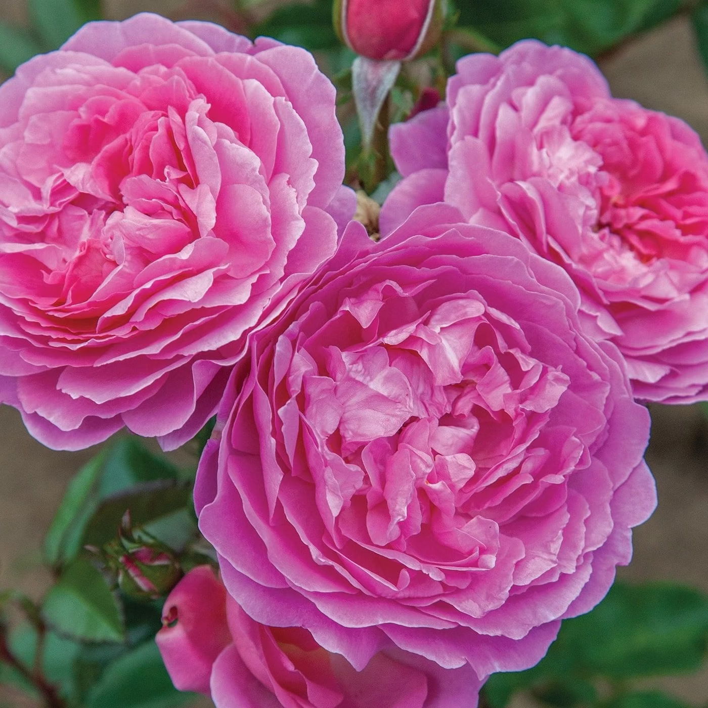 Orchid Romance™  Bare Root Tree Rose