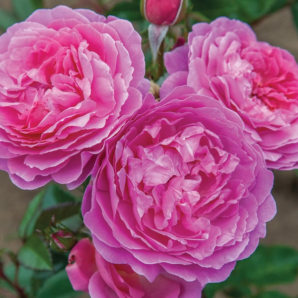 Orchid Romance™ Potted Rose Bush