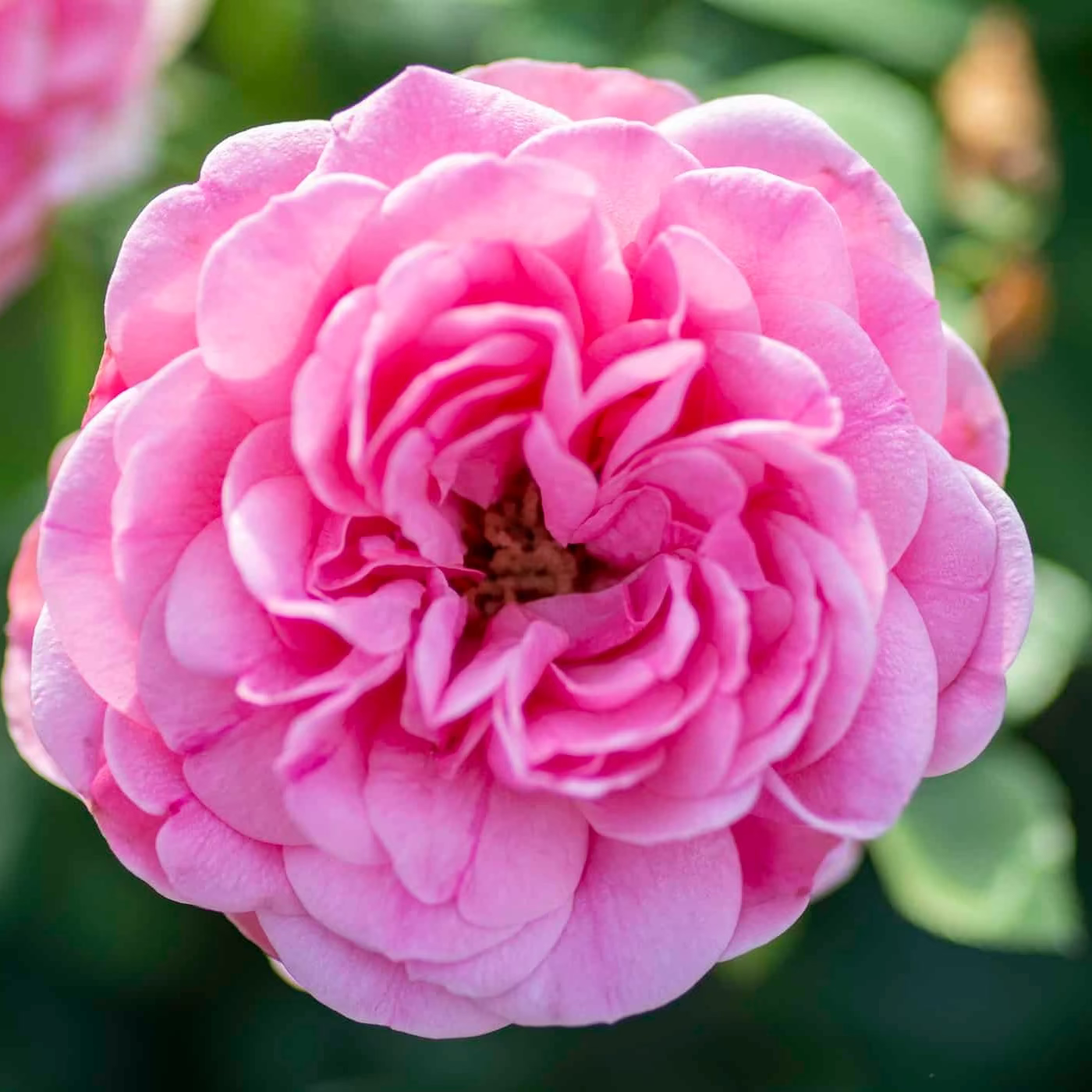 Orchid Romance™ Potted Rose Bush - Grace Rose Farm