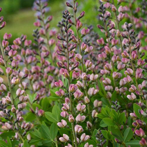 Proven Winners® Baptisia Decadence® Deluxe Pink Truffles Potted False Indigo Plant