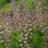 Baptisia