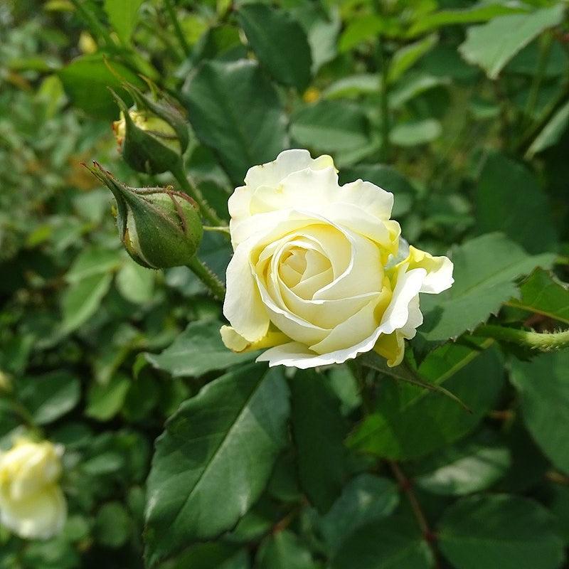 David Austin® The Pilgrim® Potted Rose Bush