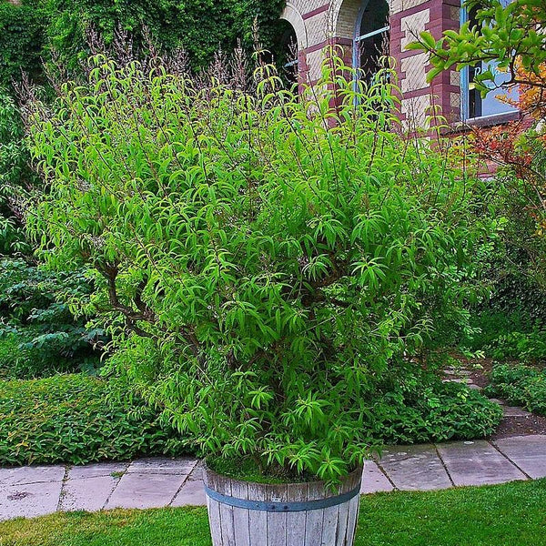 verbena house plant Lemon Verbena Potted Lemon Verbena Plant