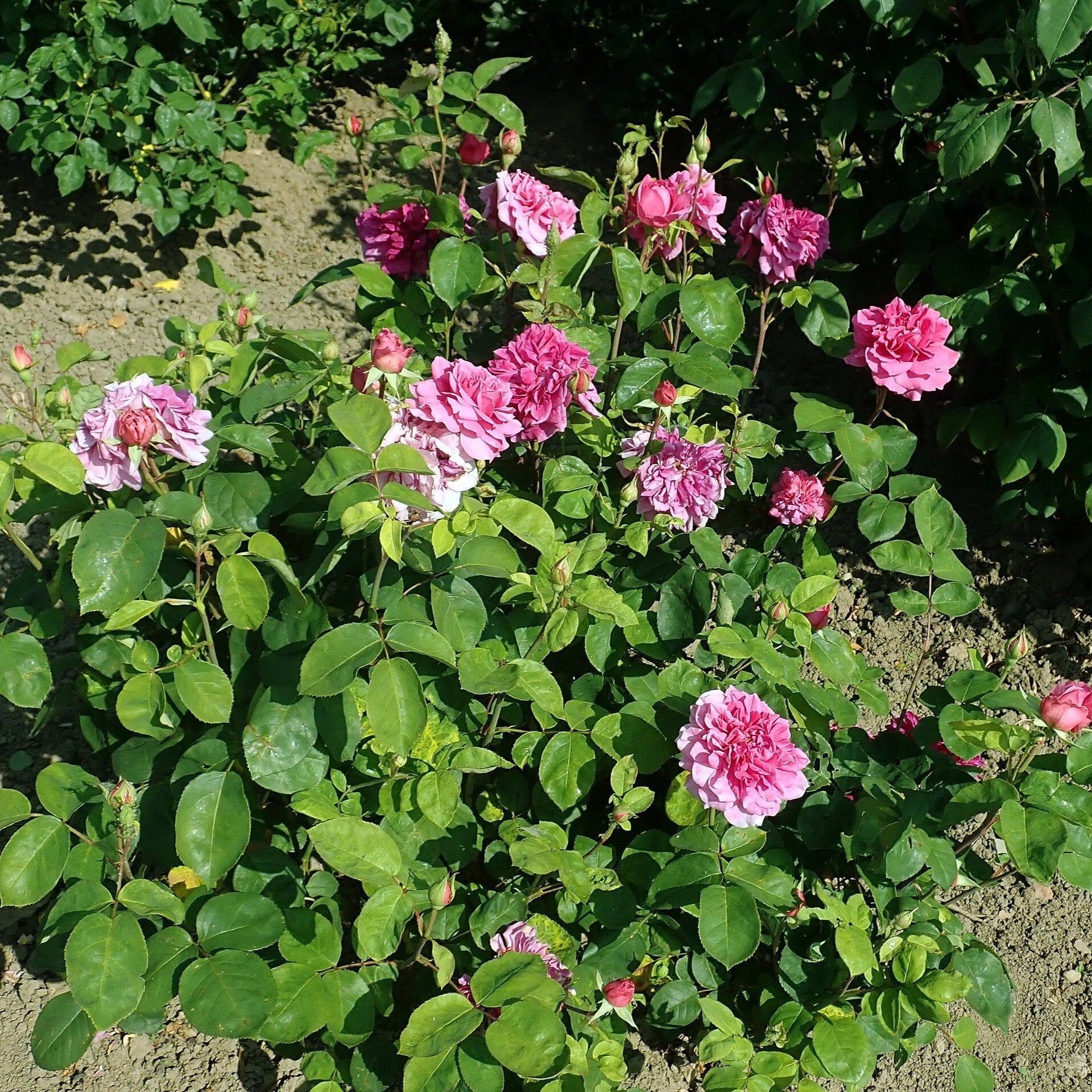 David Austin® Sophy's Rose Potted Rose Bush