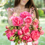 Eden Climber® Pretty In Pink Potted Climbing Rose