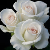 World War II Memorial Rose™   Bare Root Rose Bush