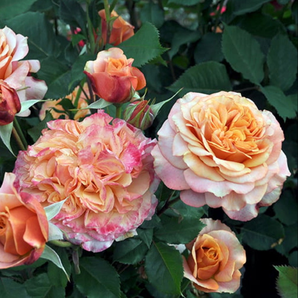 Sunbelt® Crazy Love™ Bare Root Rose Bush - Grace Rose Farm