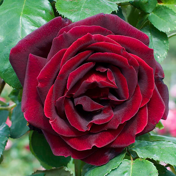 Papa Meilland®  Potted Tree Rose
