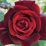 Papa Meilland®   Bare Root Rose Bush