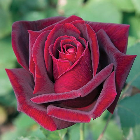 Papa Meilland®  Potted Tree Rose