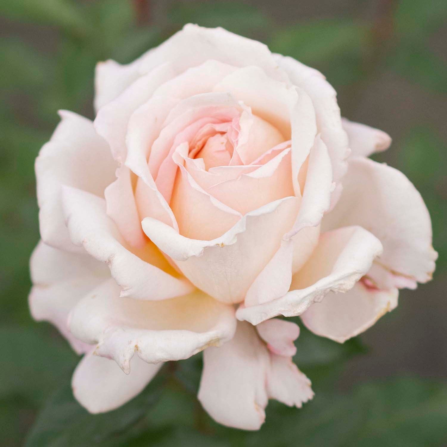 Parfuma® Sunrise (a.k.a. Sespe Sunrise) Potted Rose Bush
