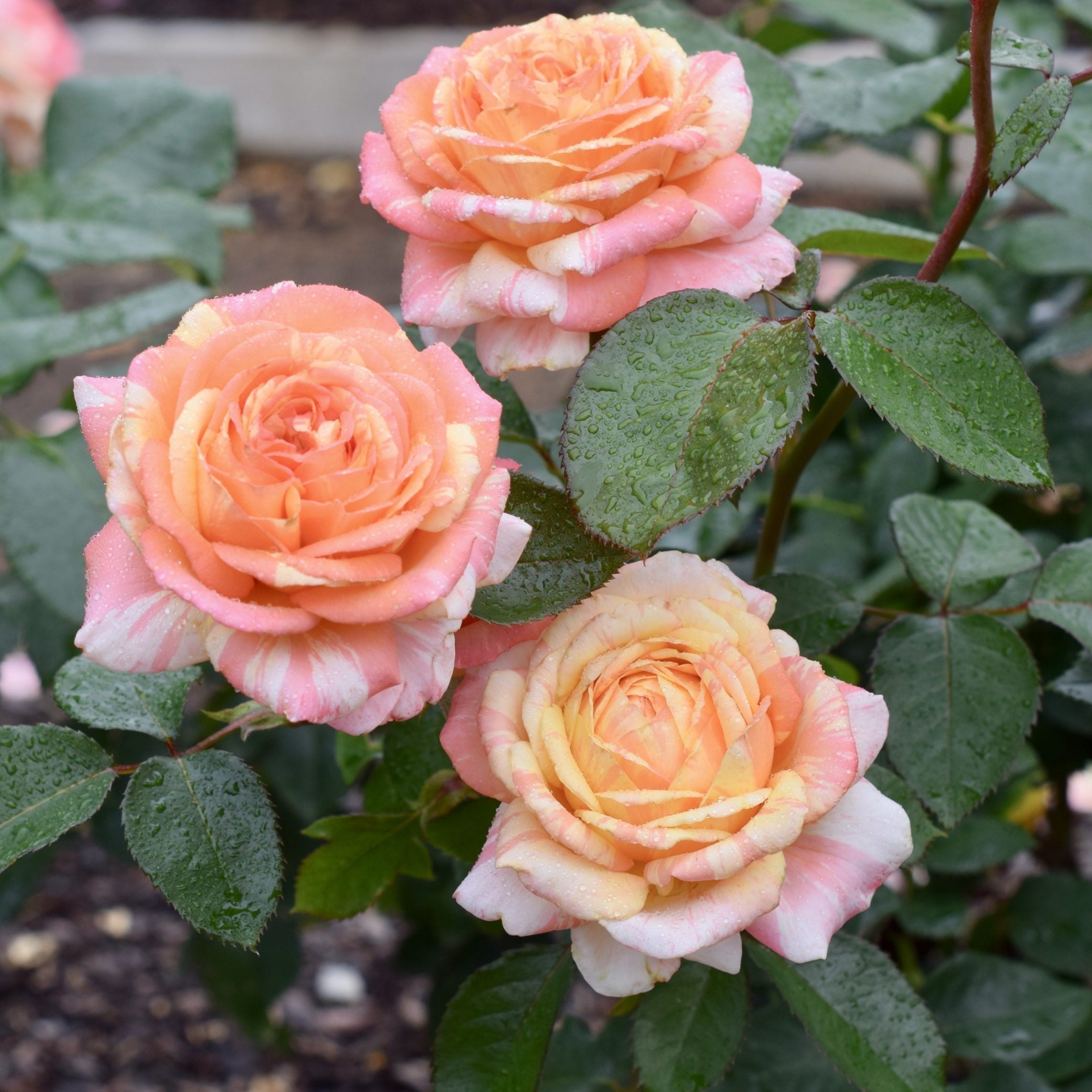 Peach Swirl™ Bare Root Rose Bush