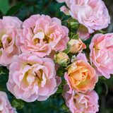 Peach Drift® Bare Root Tree Rose