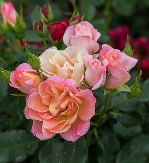 Sunblaze® Peach Potted Tree Rose - 10
