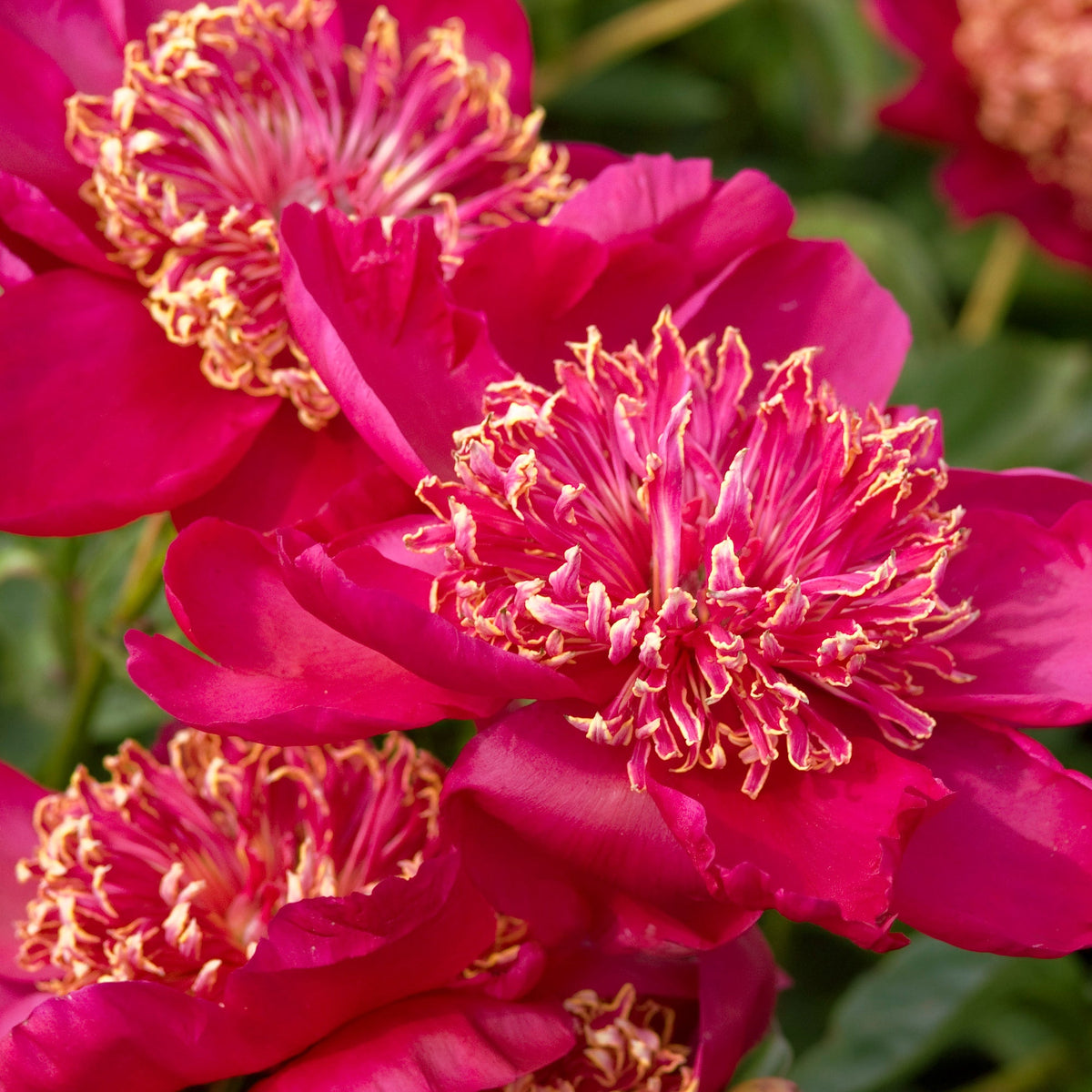 Peony Nippon Beauty - Peony Bulbs