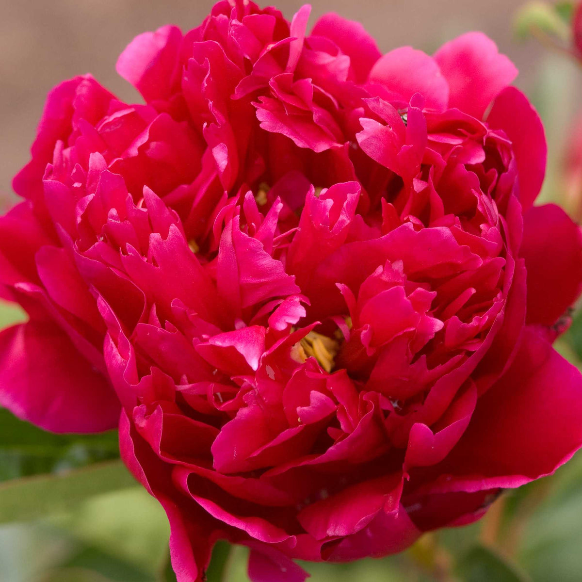 Peony Rachel - Peony Bulbs