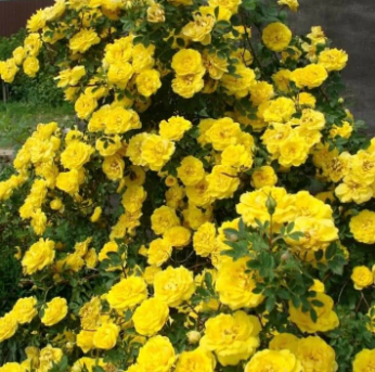 Ribbons of Roses™ Bundles of Bare Root Roses - Persian Yellow - Pack of 10