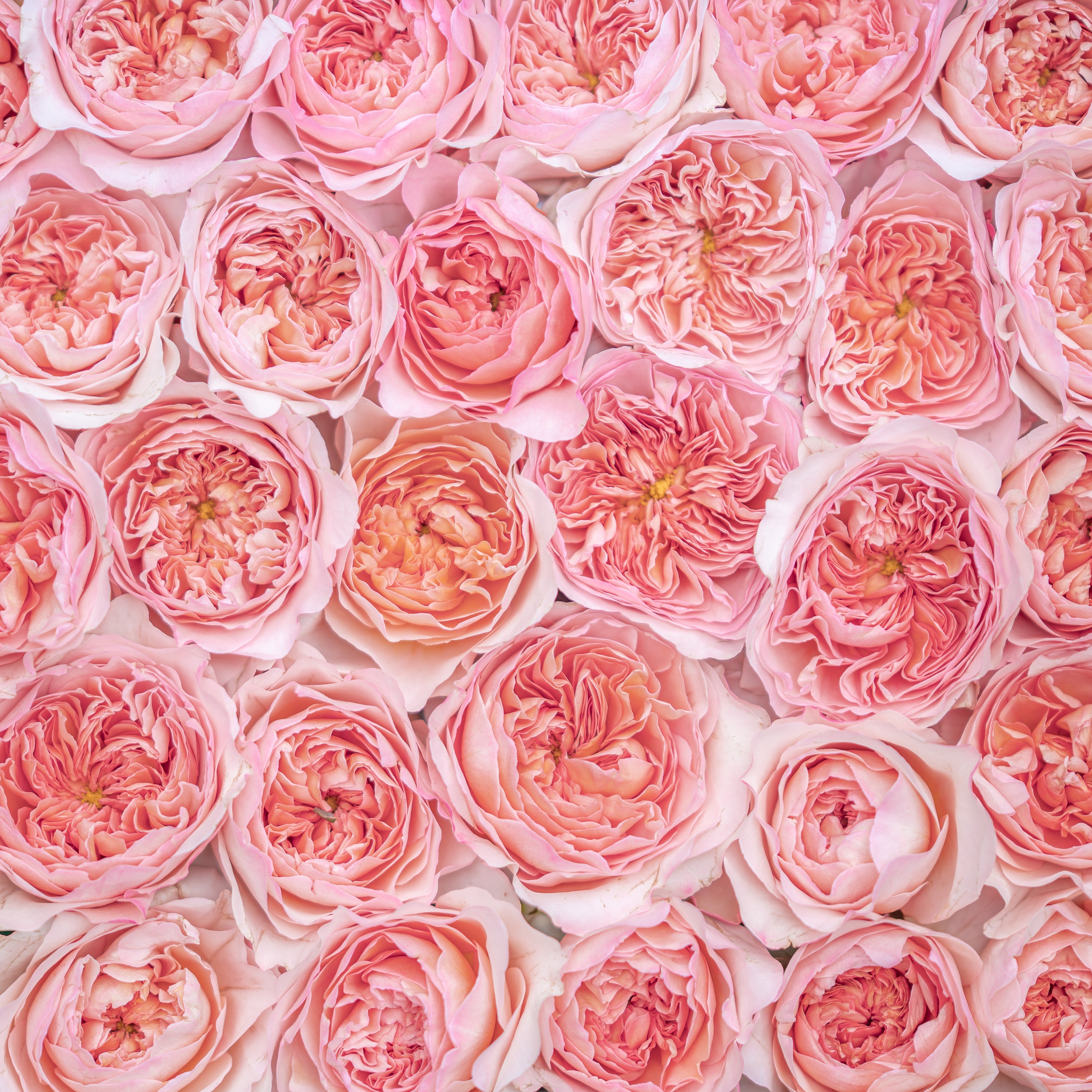 David Austin® Phoebe™ Bouquet