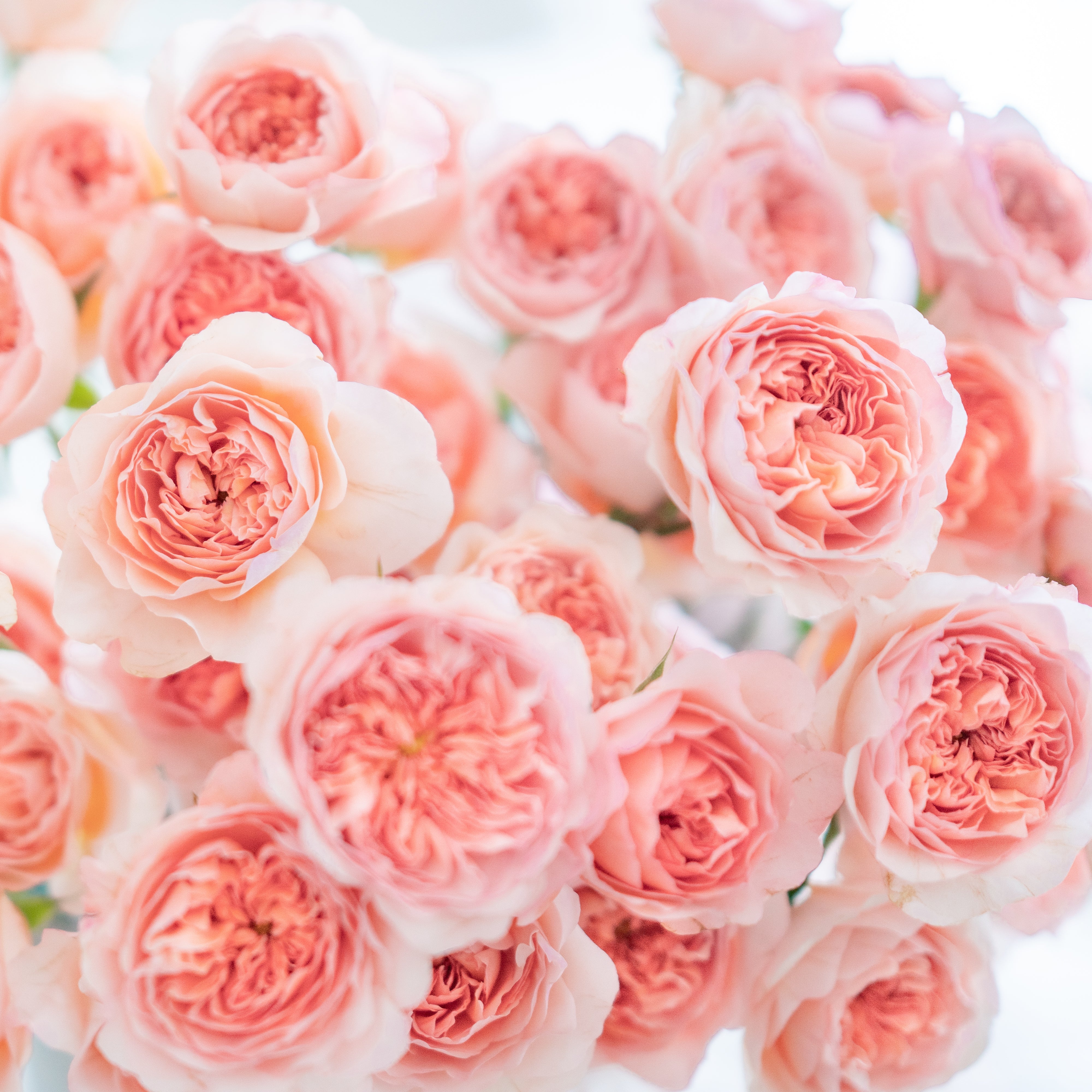 David Austin® Phoebe™ Bouquet