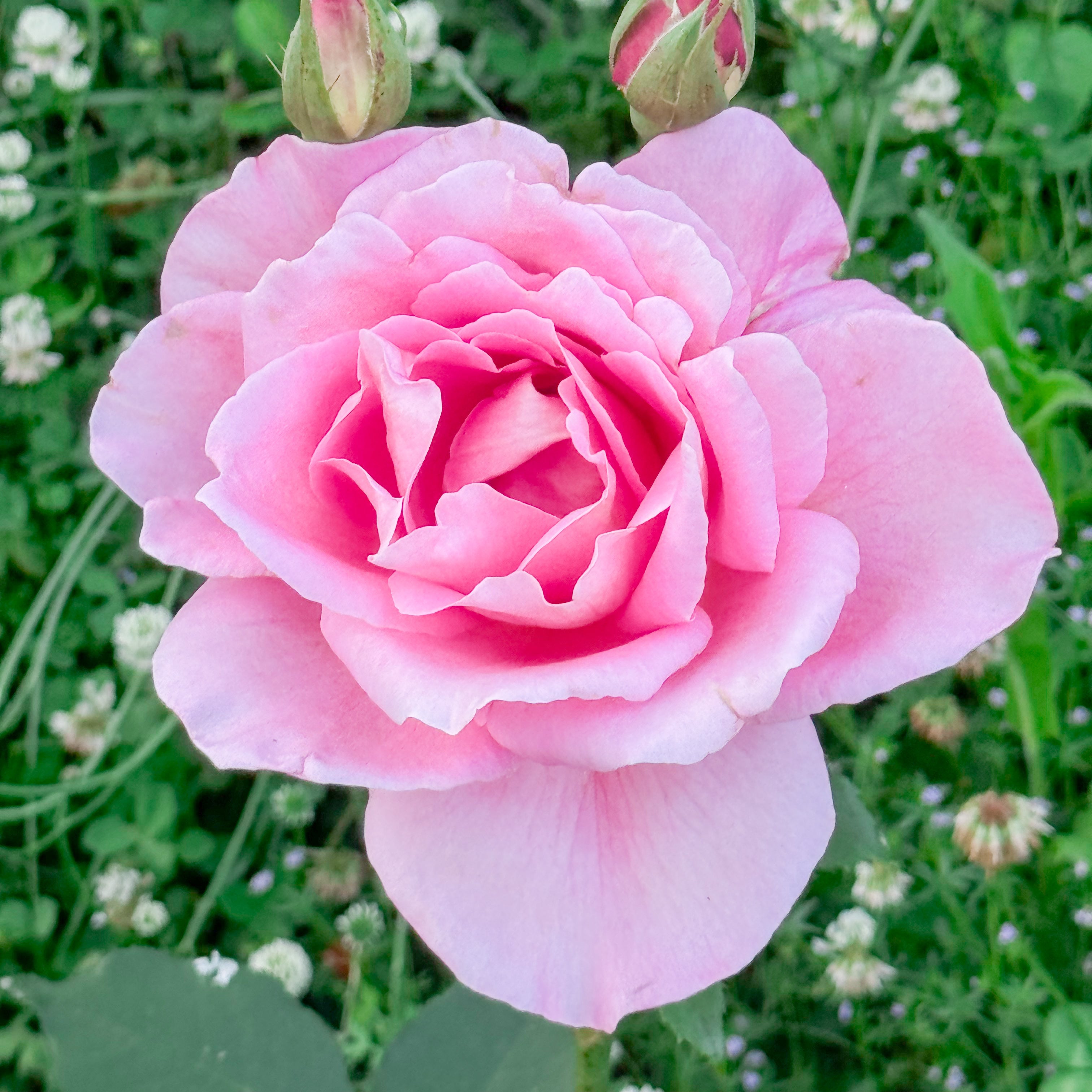 Tiffany Bare Root Rose Bush