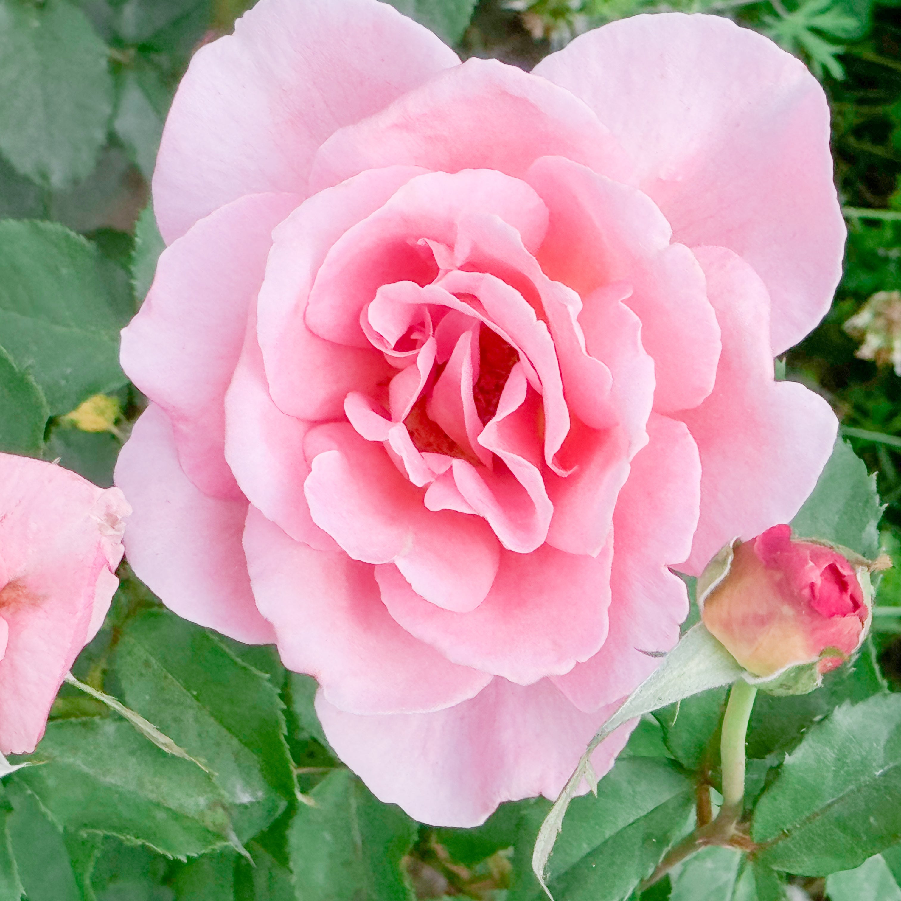 Tiffany Bare Root Rose Bush