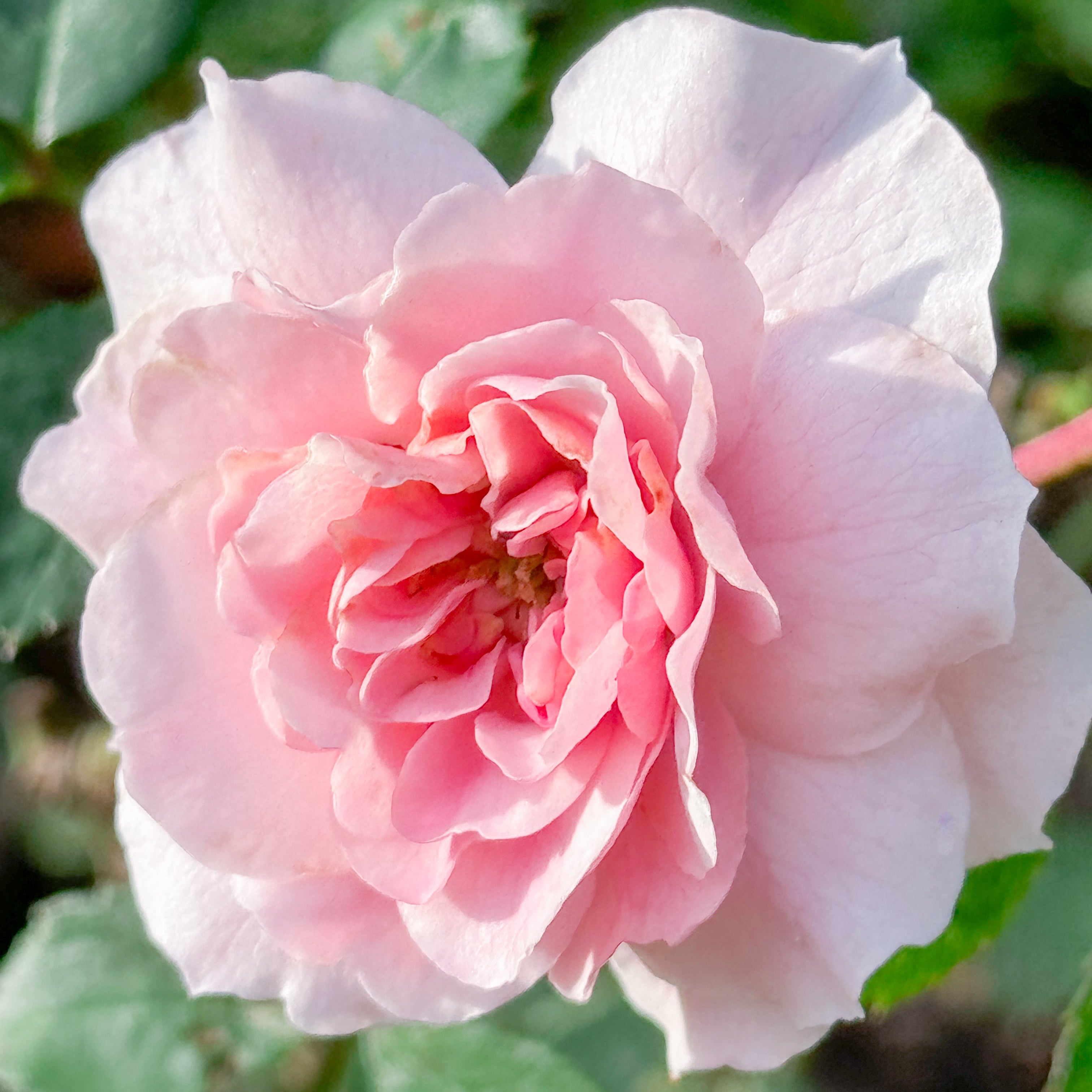 Close-up of a pink rose with green leaves in the background