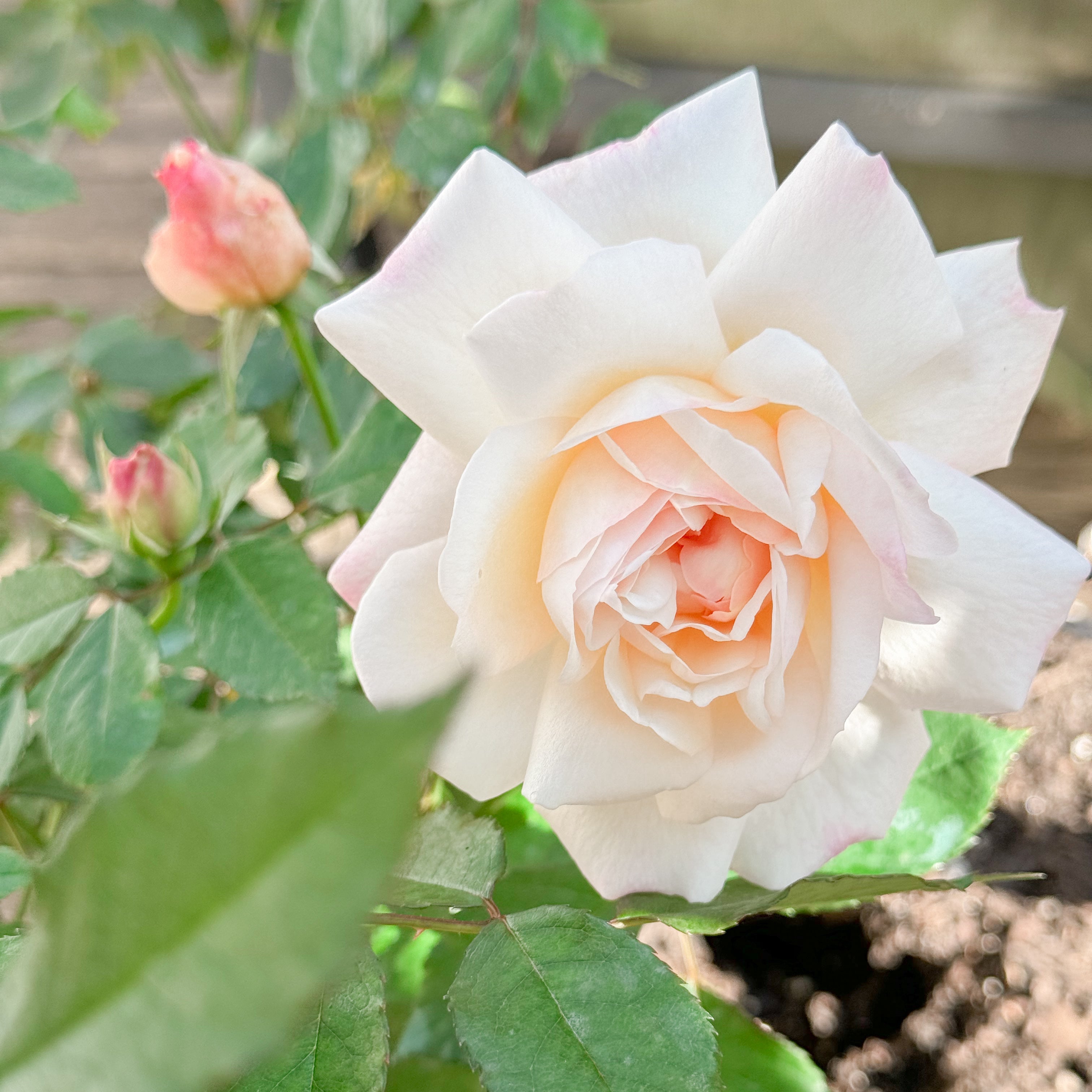 White rose with green leaves and a blurred background