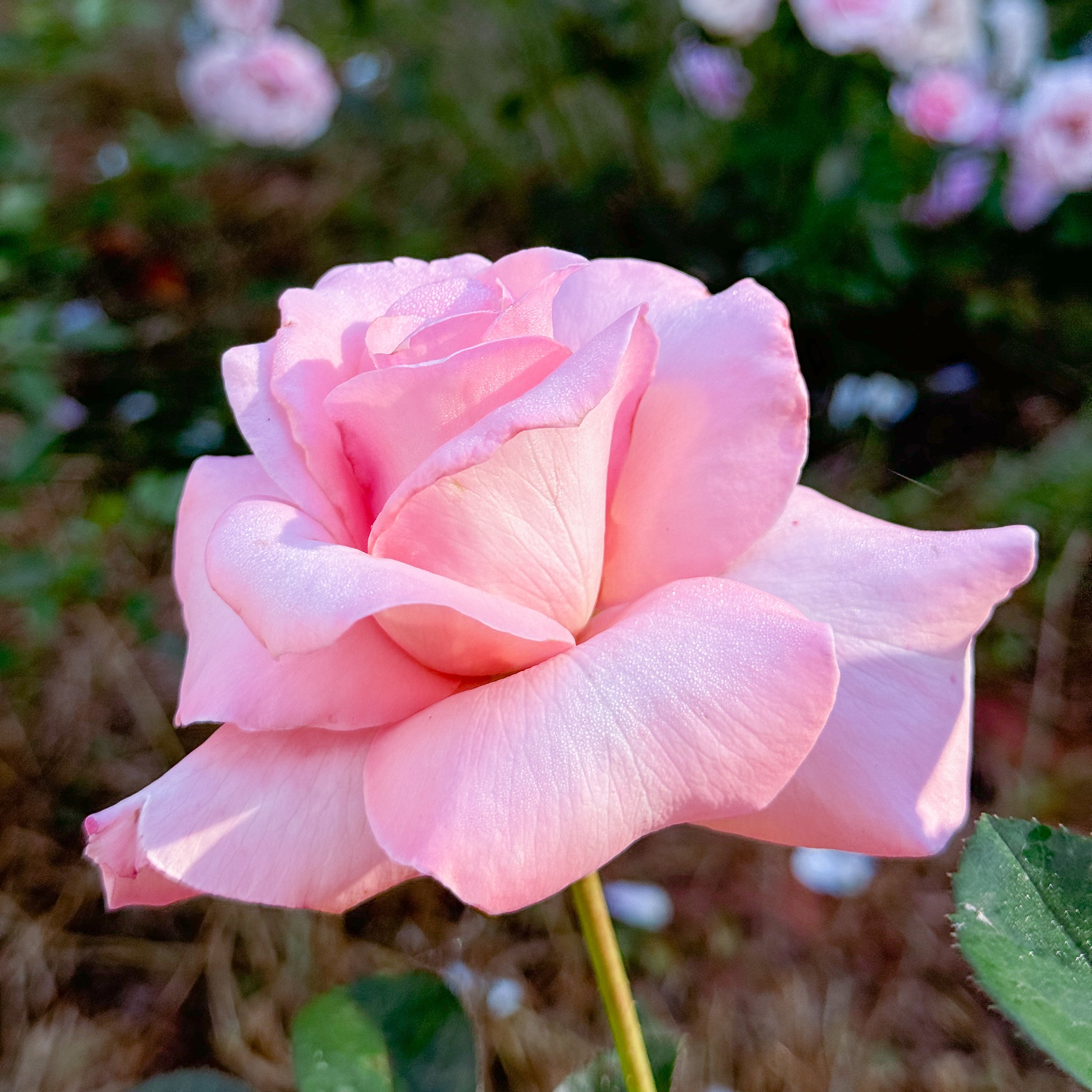 Marylou Whitney Bare Root Rose Bush