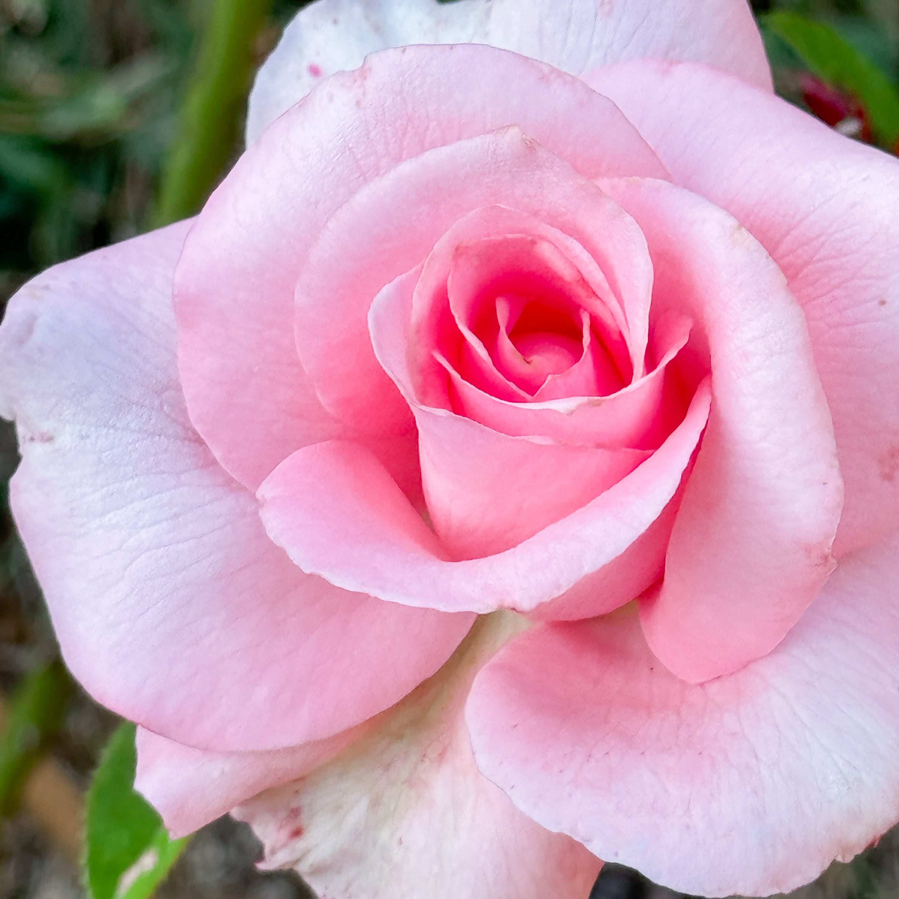 Marylou Whitney Bare Root Rose Bush