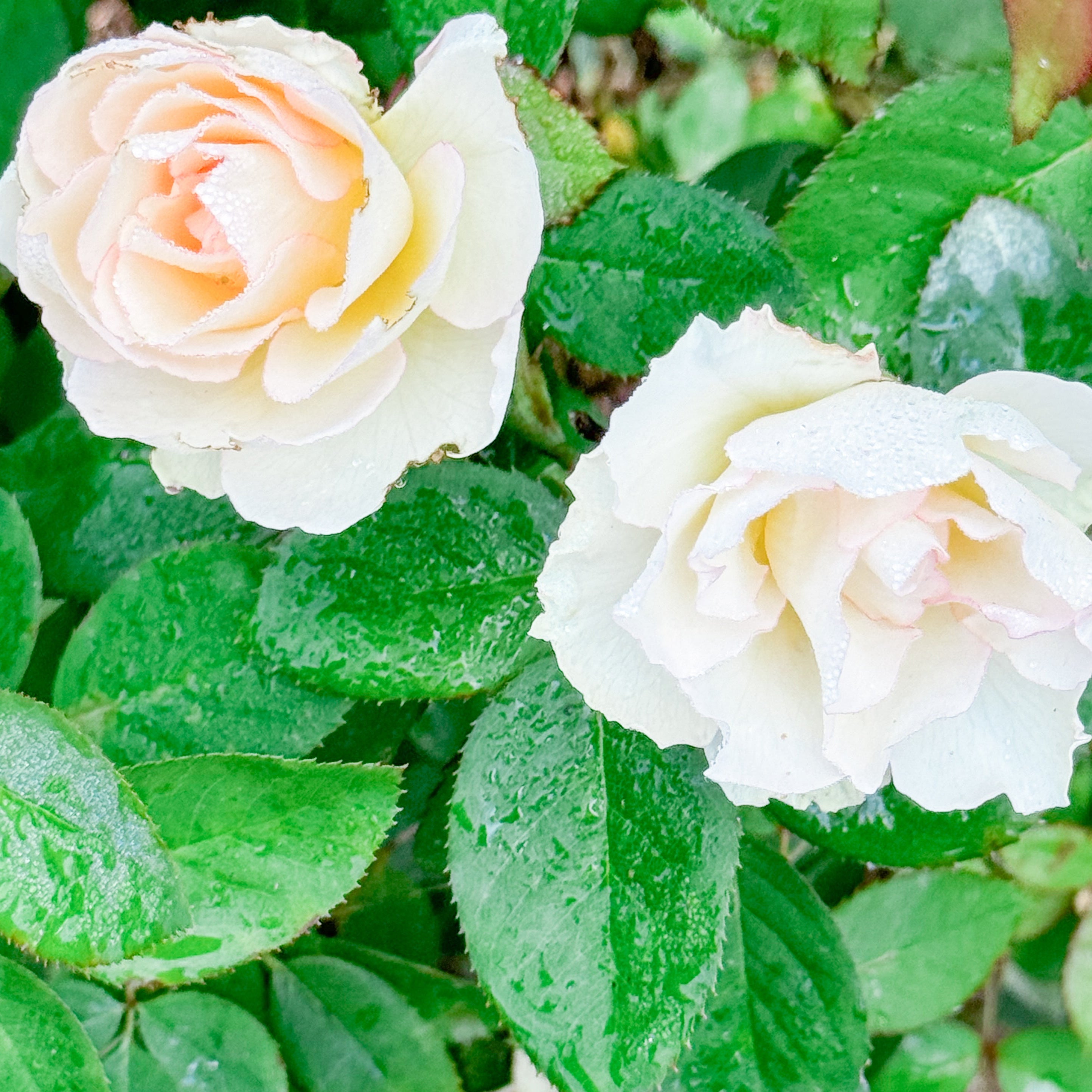 Close-up of white roses with green leaves