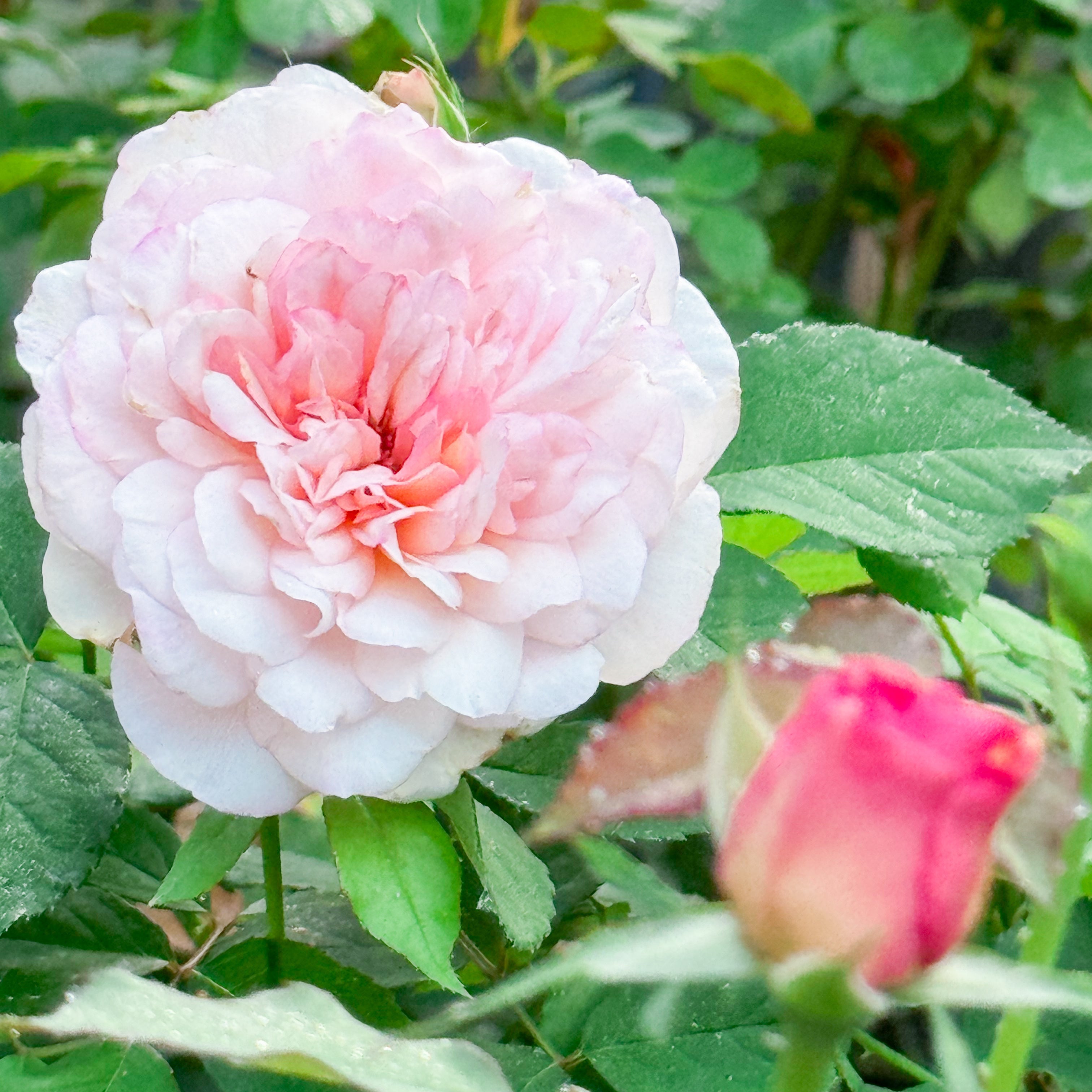 Grace Rose Farm Gruss an Aachen Rose Bush