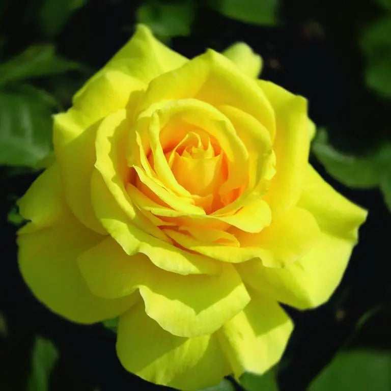 Phyllis Diller™ Potted Rose Bush