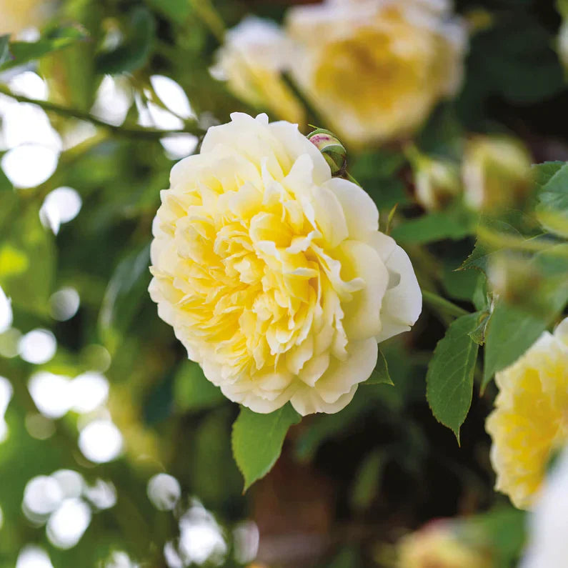 David Austin® The Pilgrim® Potted Rose Bush