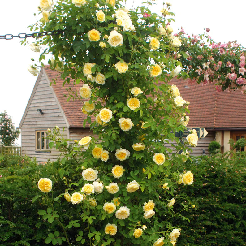 David Austin® The Pilgrim® Potted Rose Bush