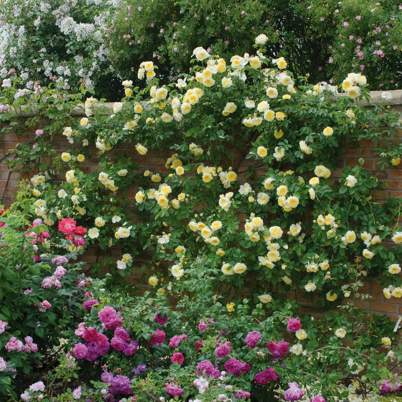 David Austin® The Pilgrim® Potted Rose Bush