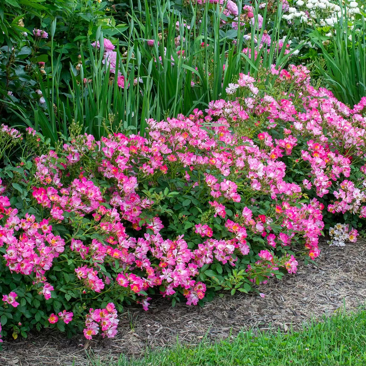 Pink Drift®  Bare Root Tree Rose