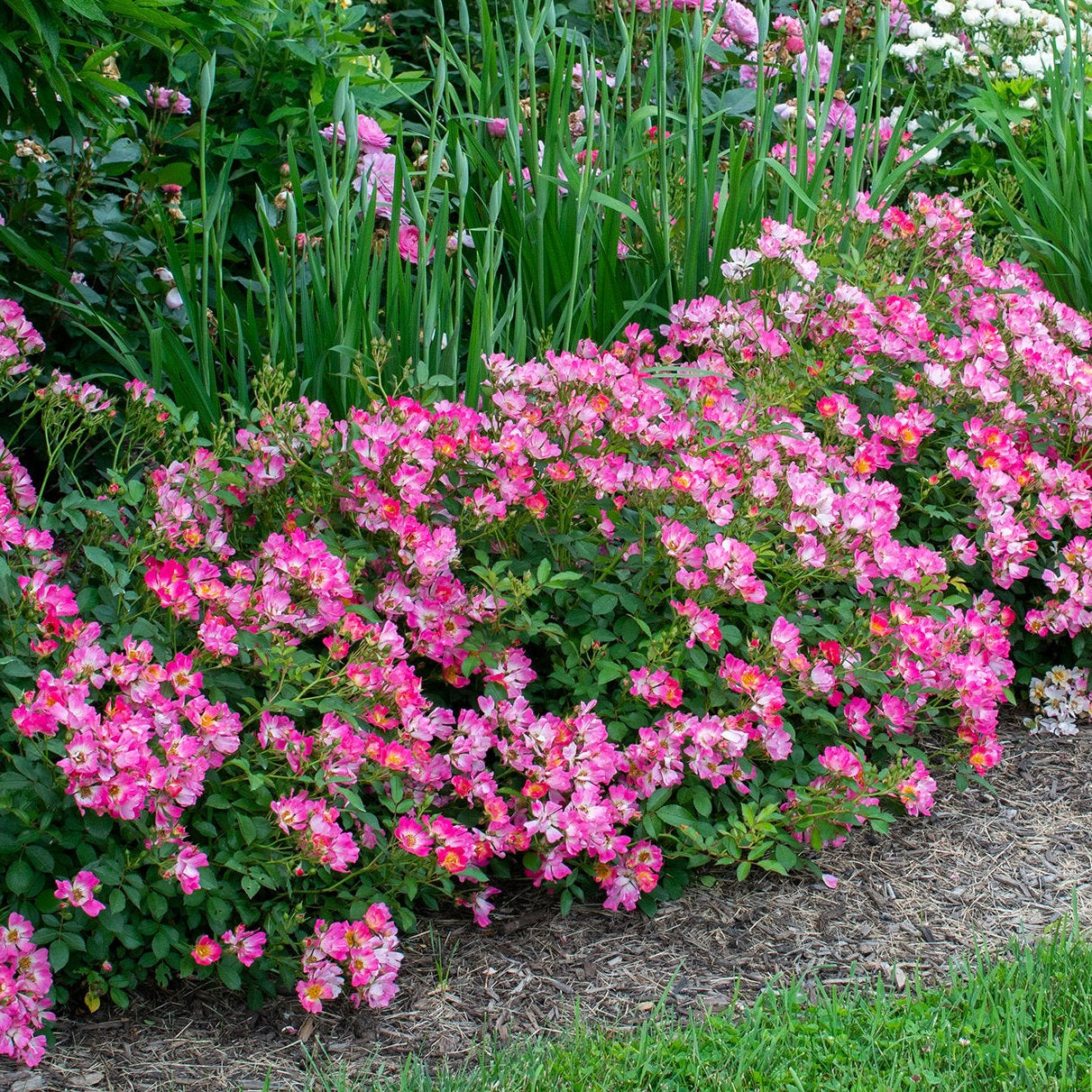 Pink Drift® Potted Rose Bush