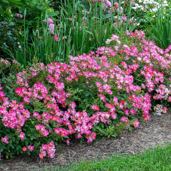 Pink Drift®  Bare Root Tree Rose