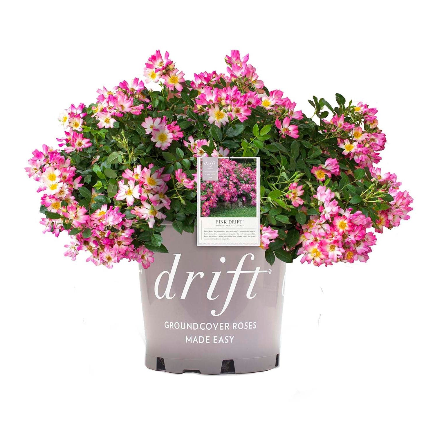 Pink Drift®  Bare Root Rose Bush