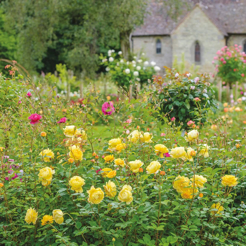 David Austin® The Poet's Wife Potted Rose Bush
