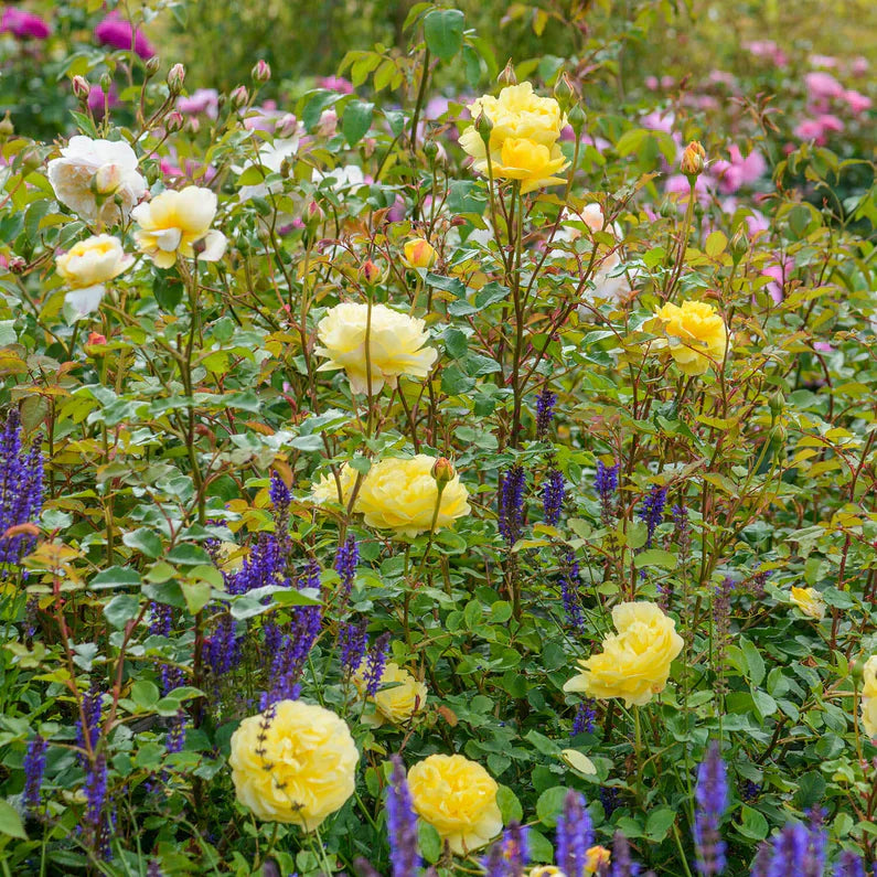 David Austin® The Poet's Wife Potted Rose Bush